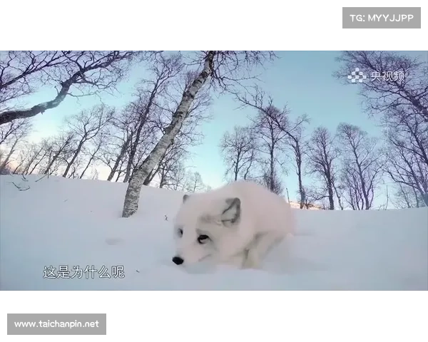 冰虎宝宝生存的五大秘密揭秘 让你了解这些小生命如何在极寒中繁衍生息 冰虎宝宝生存的五大秘密揭秘 让你了解这些小生命如何在极寒中繁衍生息