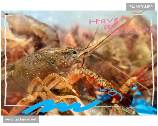 朱雀天境修炼全攻略：新手入门到高手成长的全面指南